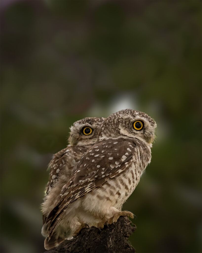Owl