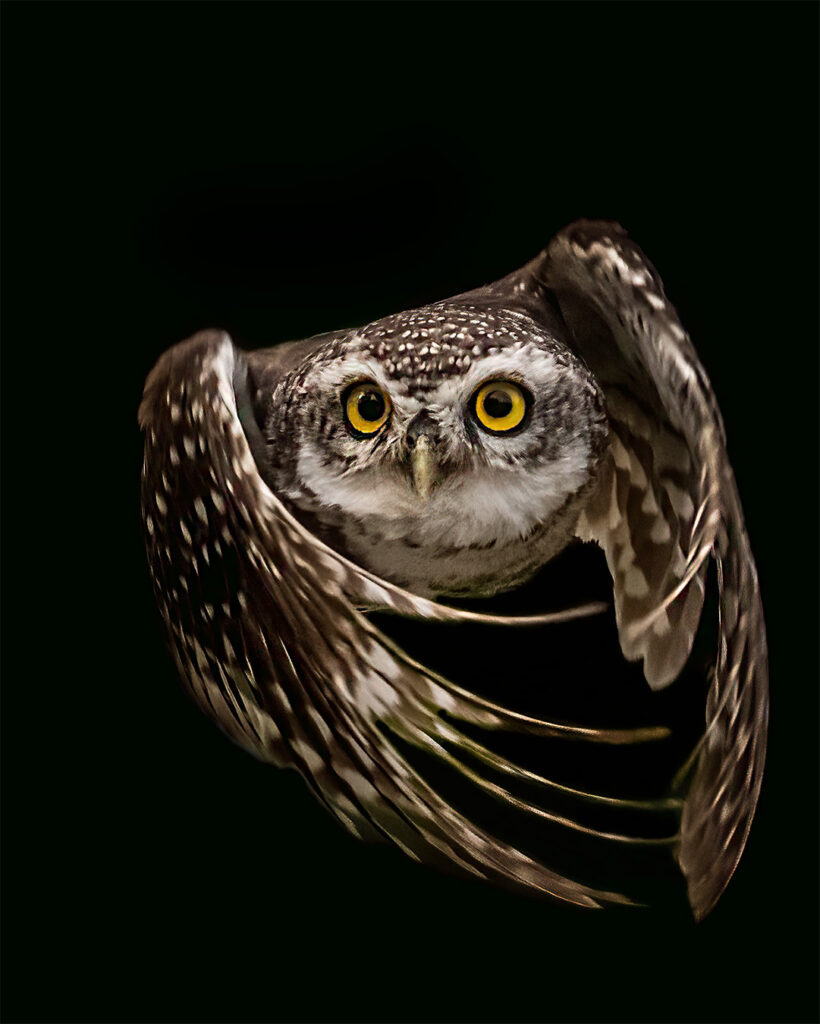 Owl