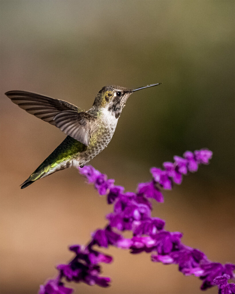Hummingbirds Birds
