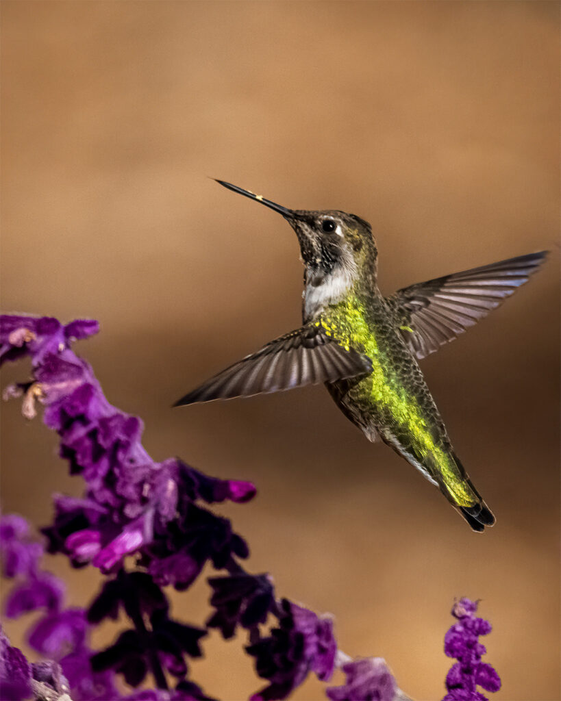 Hummingbirds Birds