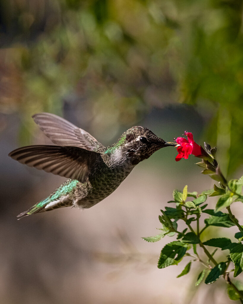 Hummingbirds Birds