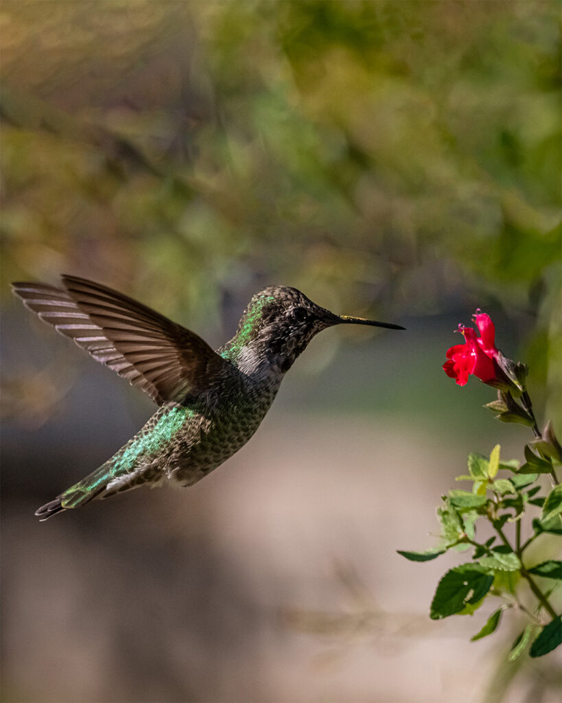 Hummingbirds Birds