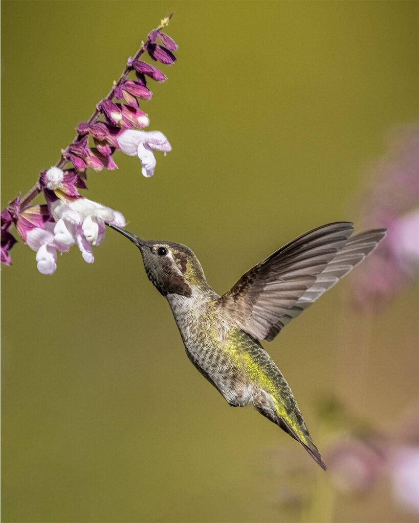 Hummingbirds Birds