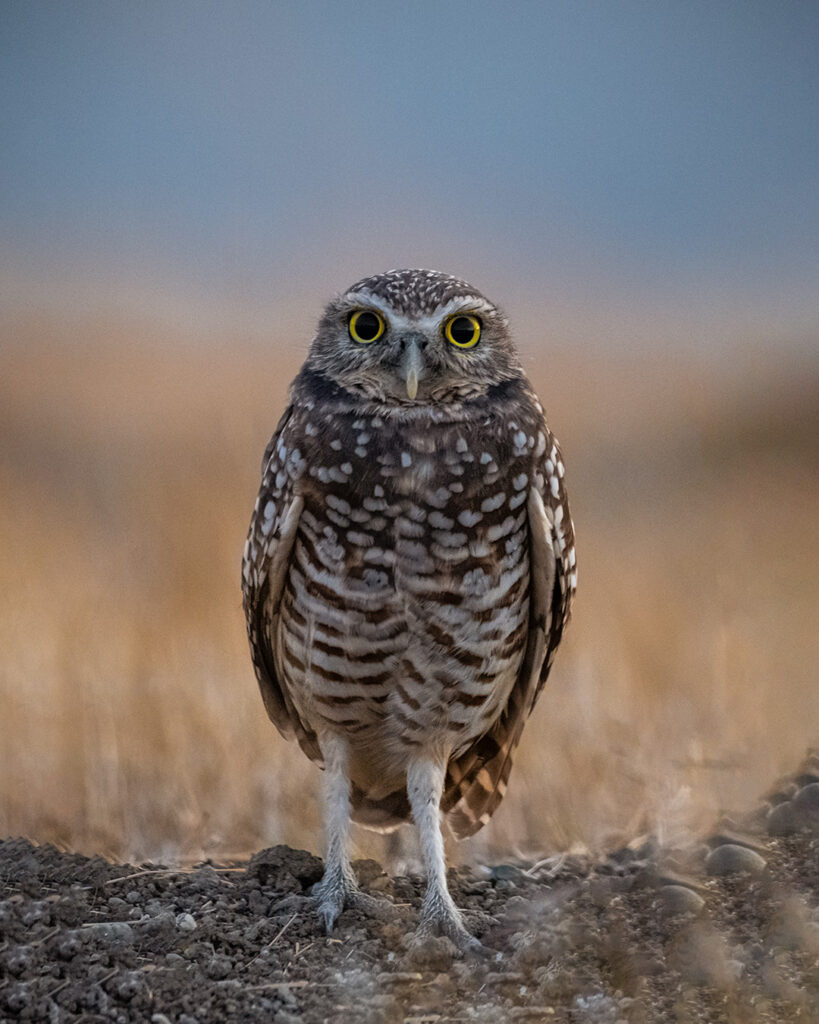 Owl