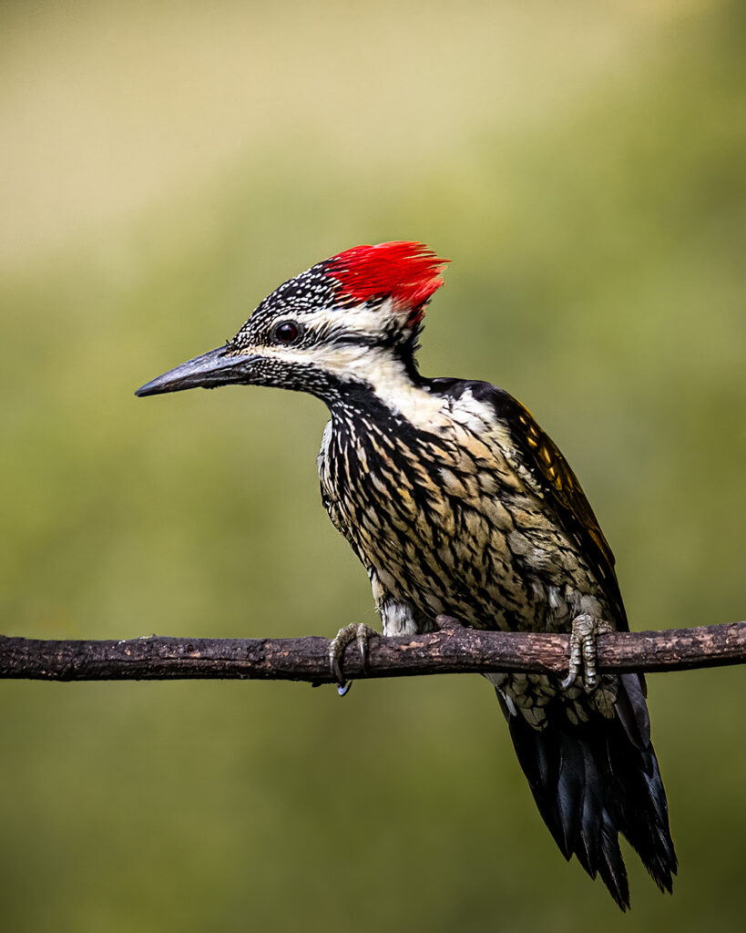 Woodpecker Bird