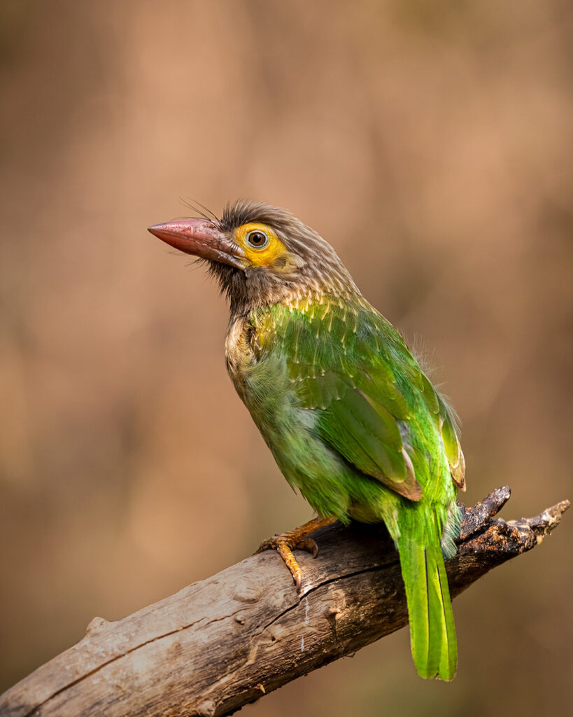 Barbet Bird