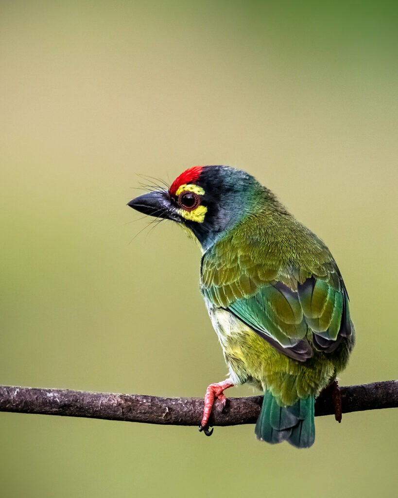 Barbet Bird