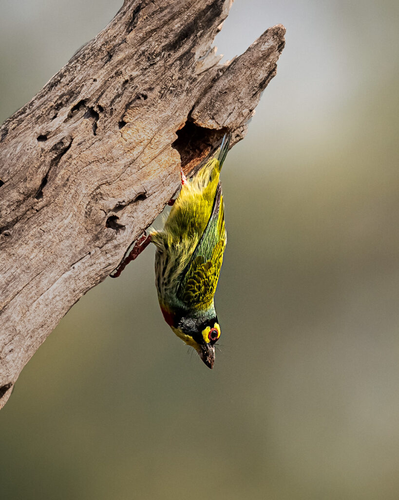 Barbet bird