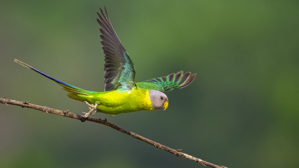 Parakeets Birds