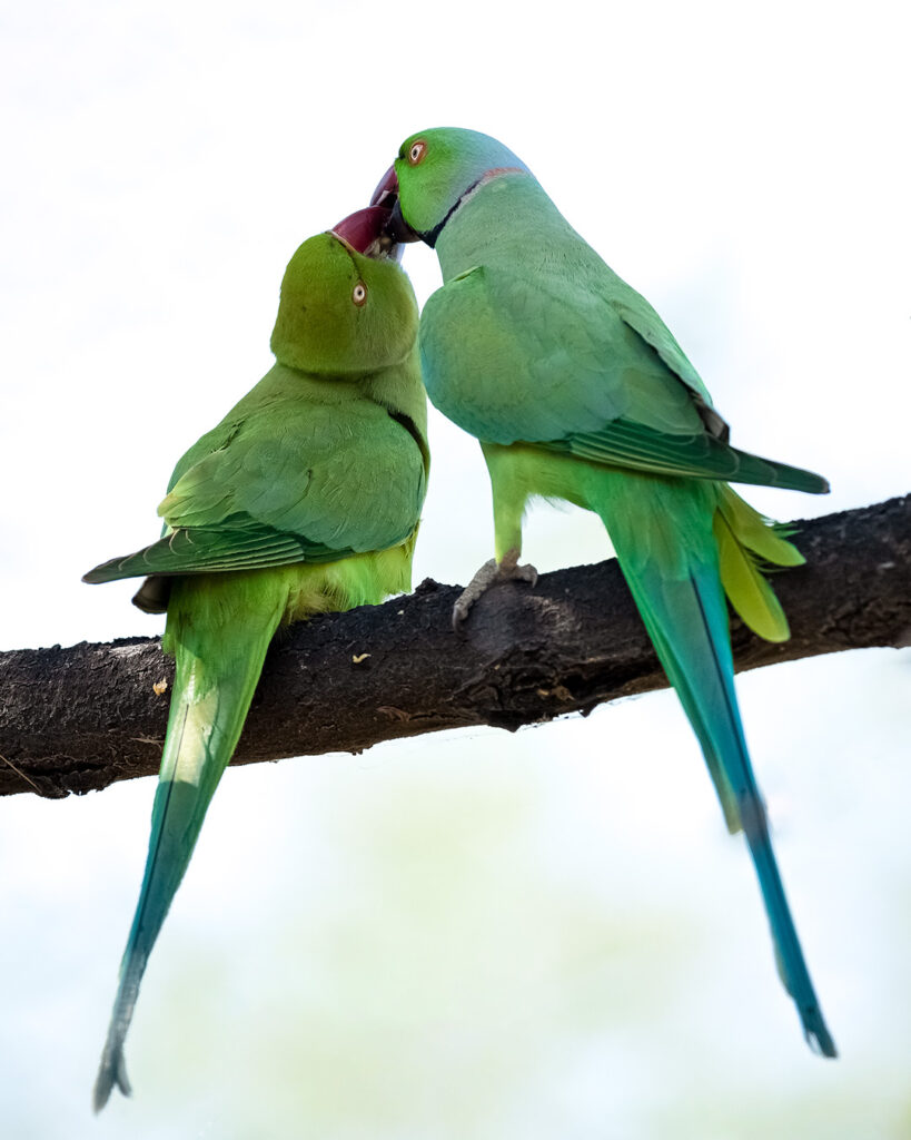 Birds Parakeets