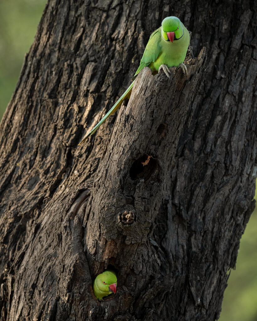 Parakeet Bird