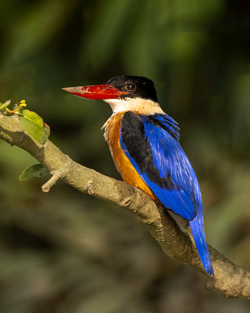 Kingfisher Bird