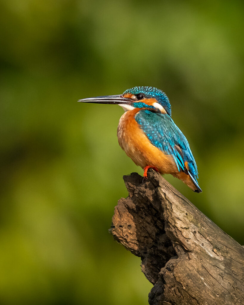 Kingfishers Birds