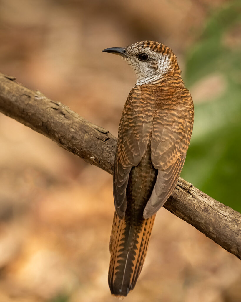 Cuckoo Bird