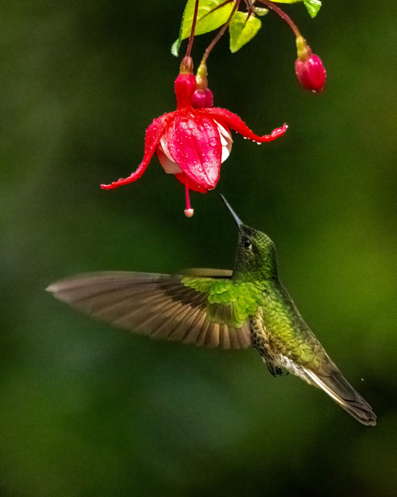 Hummingbirds Birds
