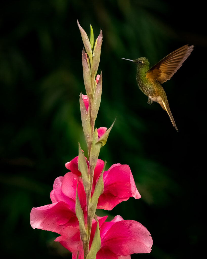 Hummingbirds Birds