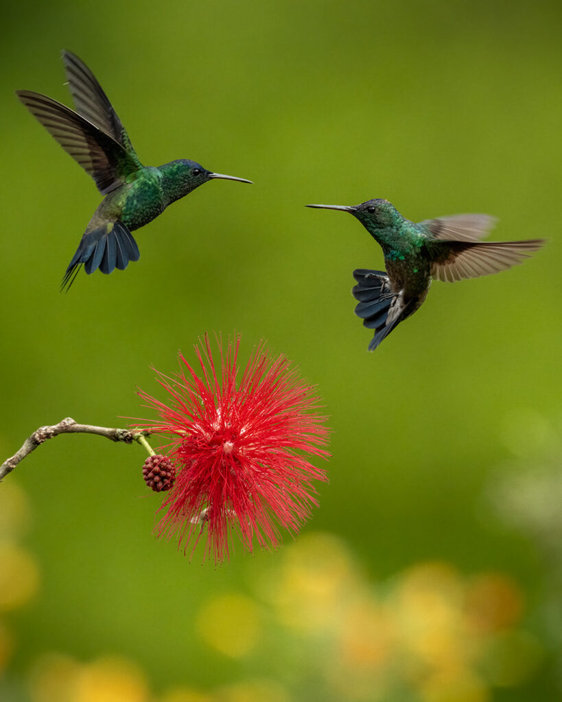 Hummingbirds Birds