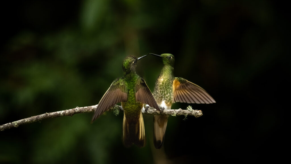 Hummingbirds Birds