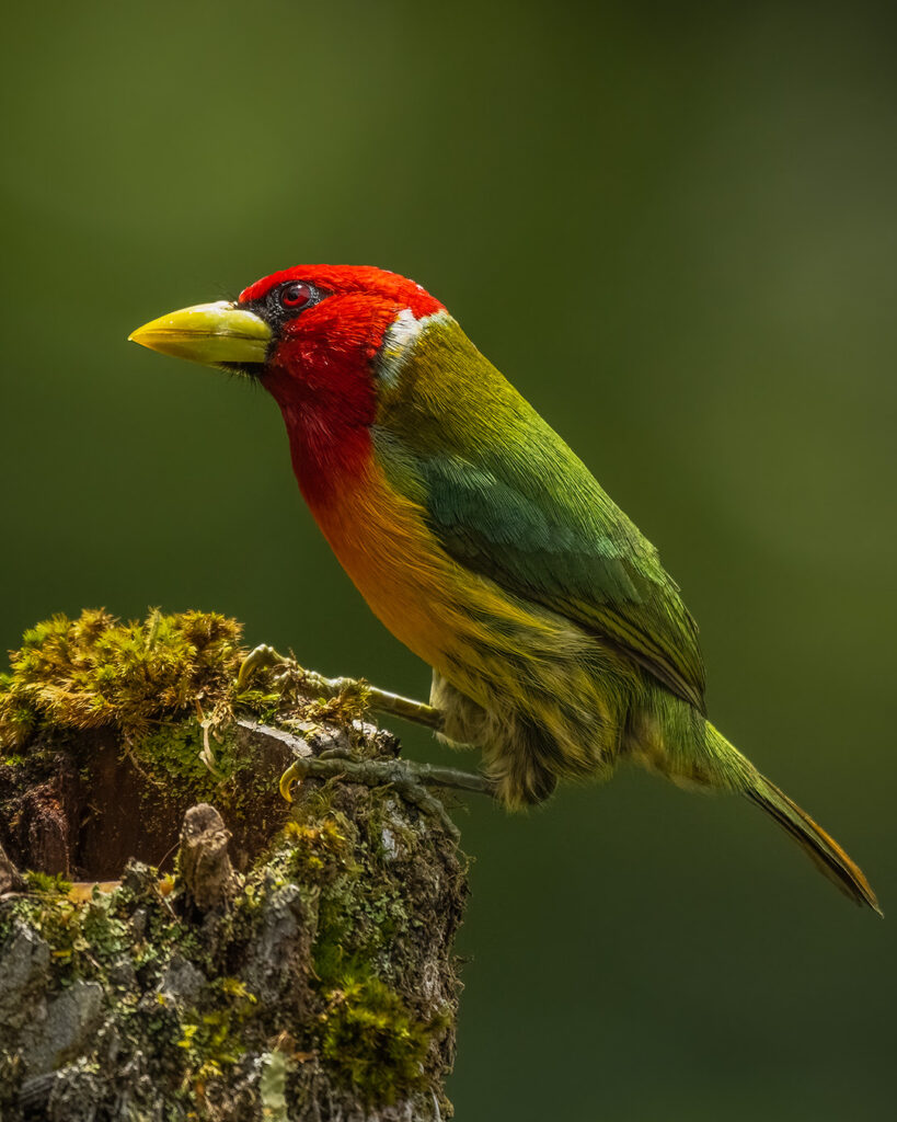 Barbets Birds