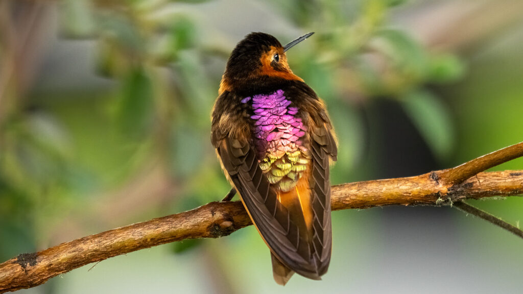 Hummingbirds Birds