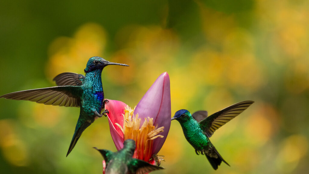 Hummingbirds Birds