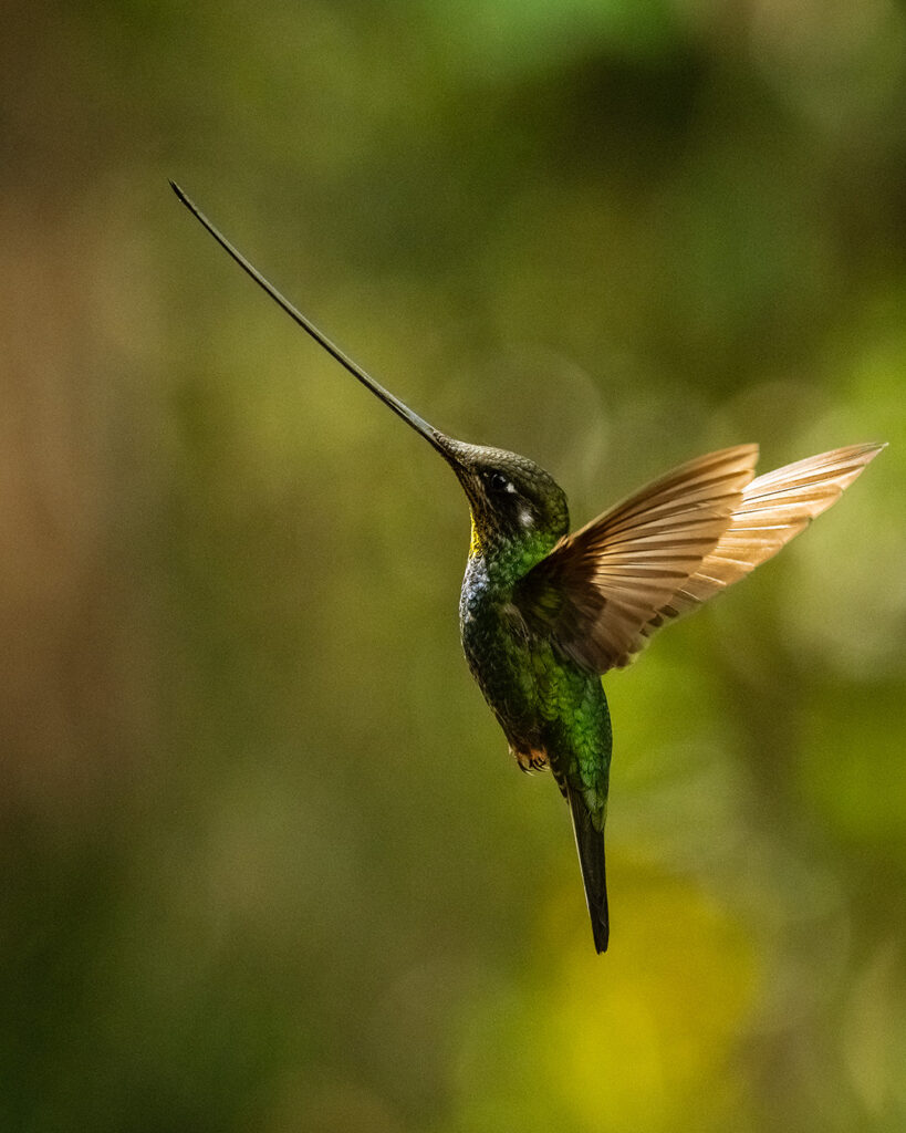 Hummingbirds Birds