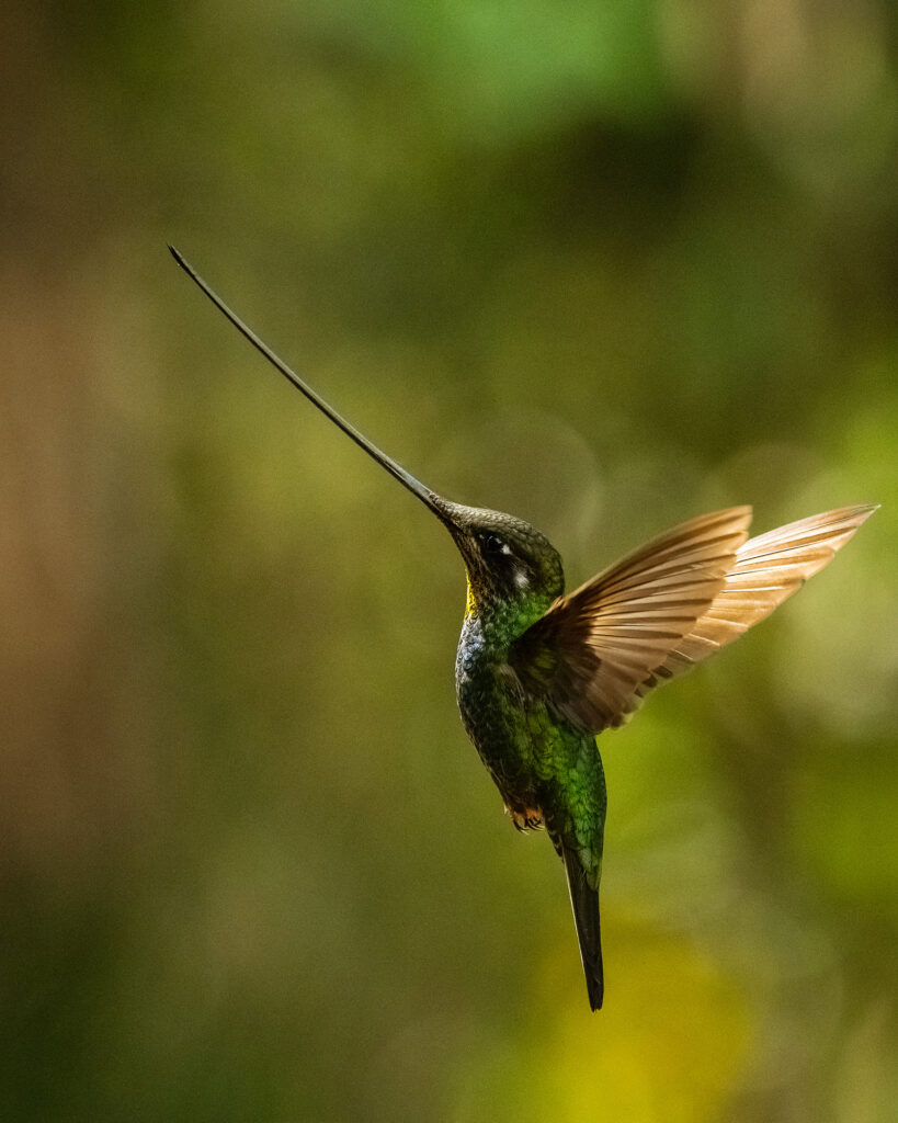 Hummingbirds Birds