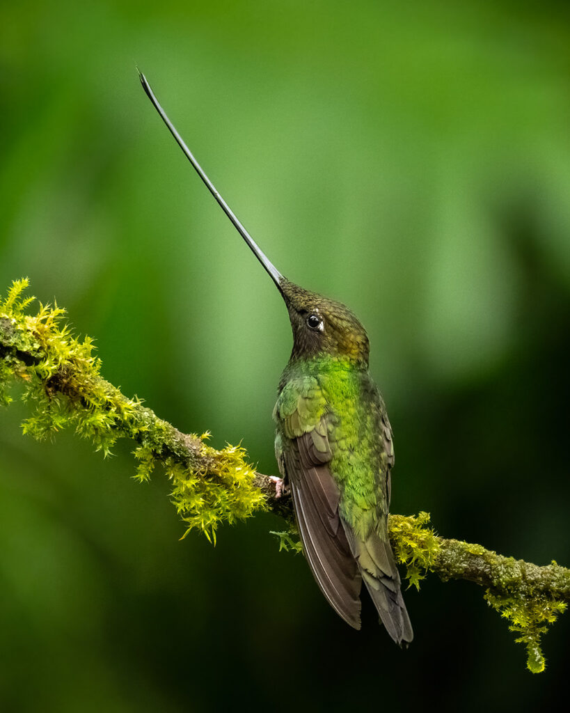 Hummingbirds Birds