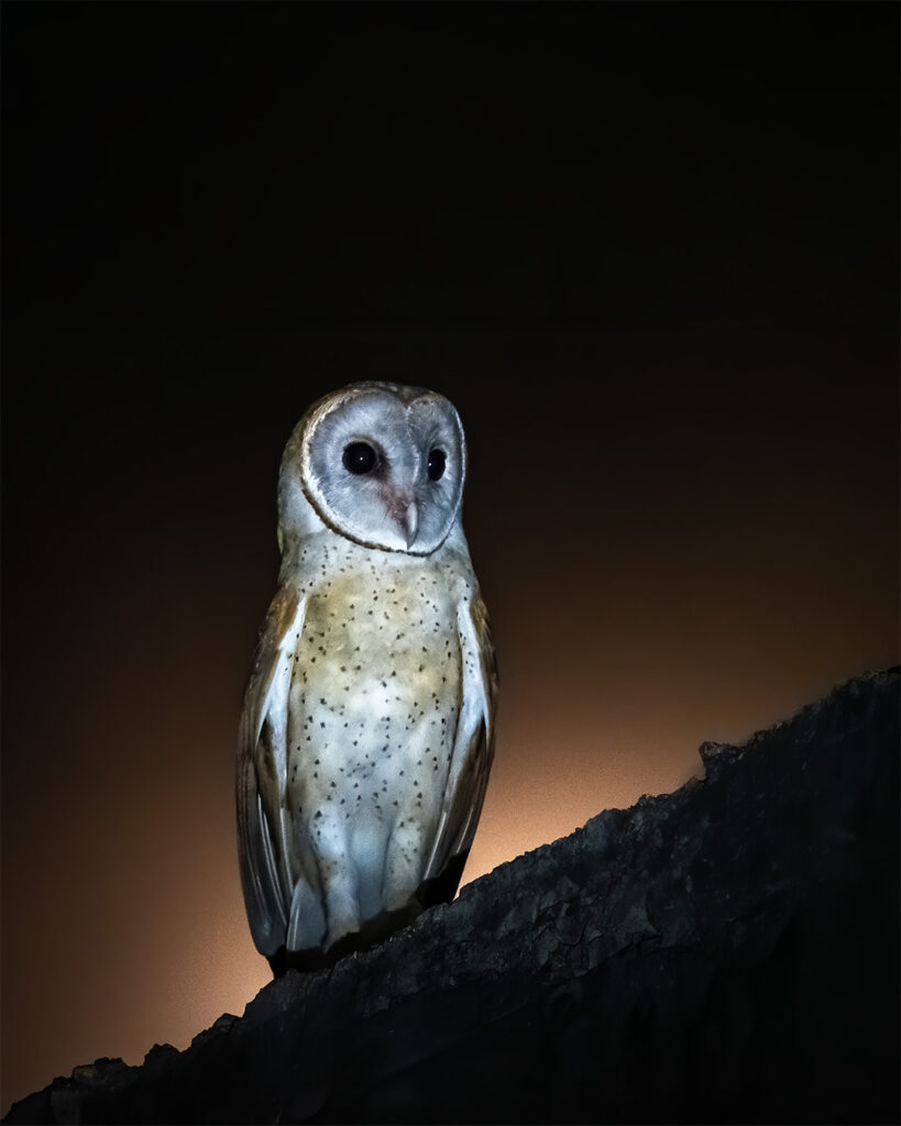 Owl