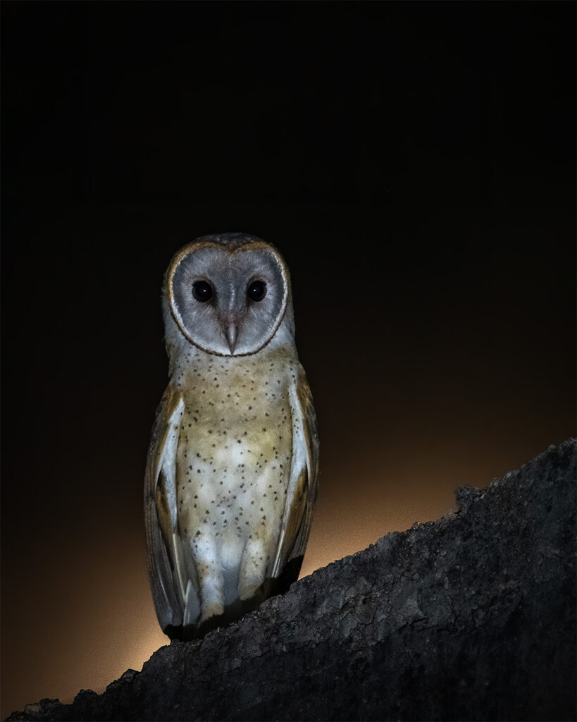 Owl