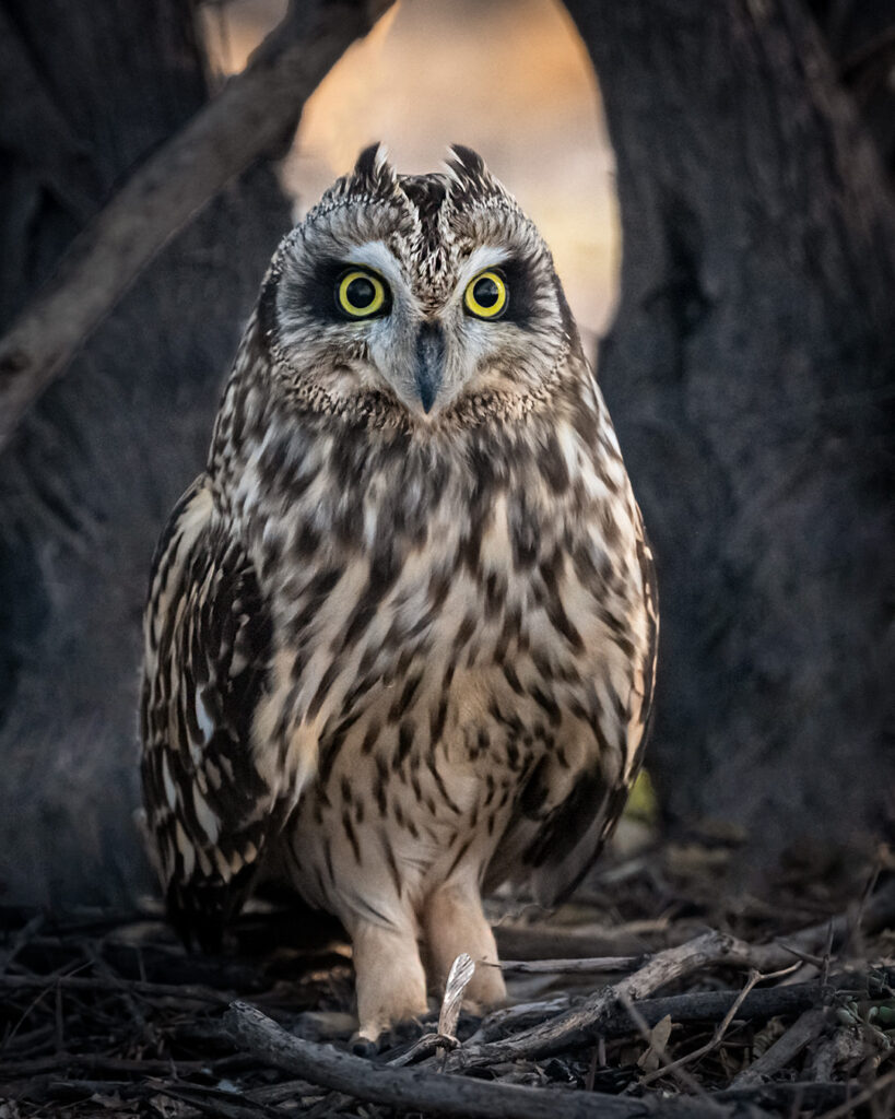 Owl