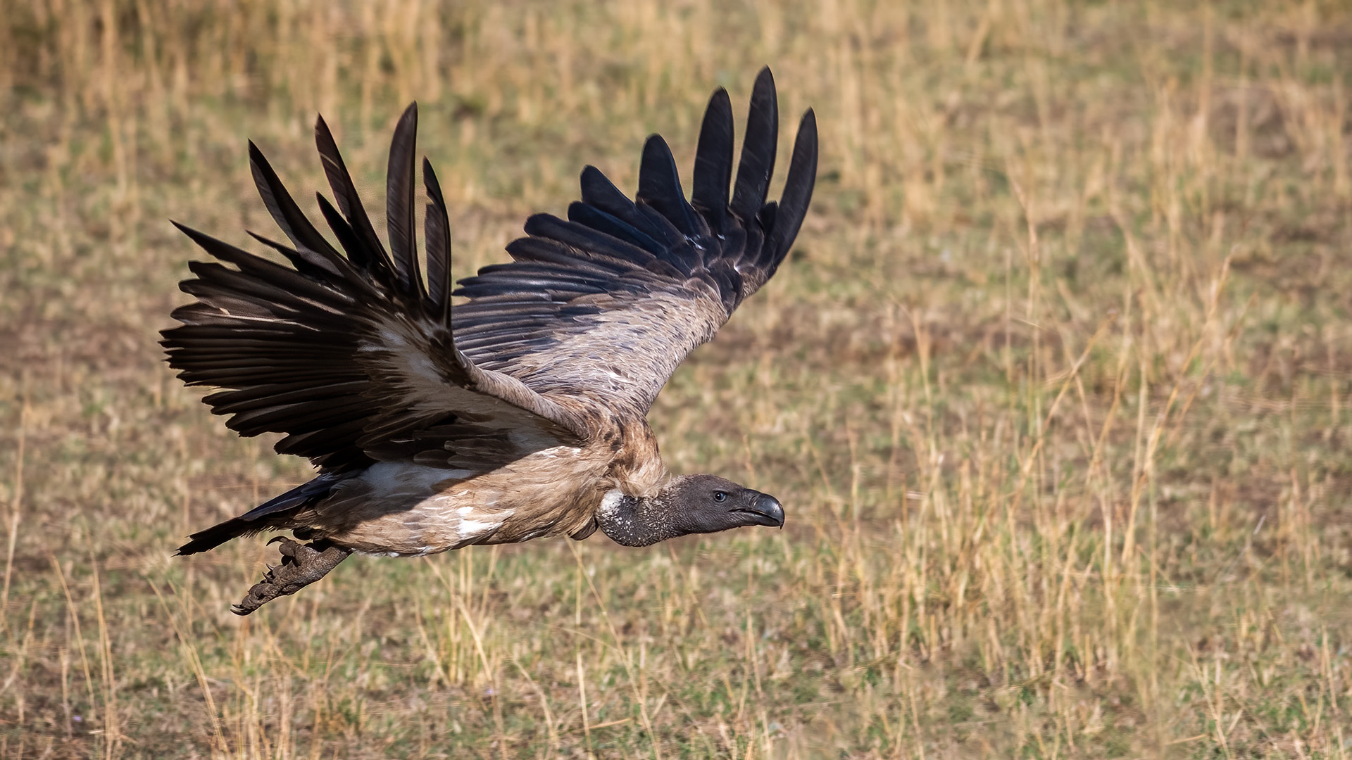 Vulture