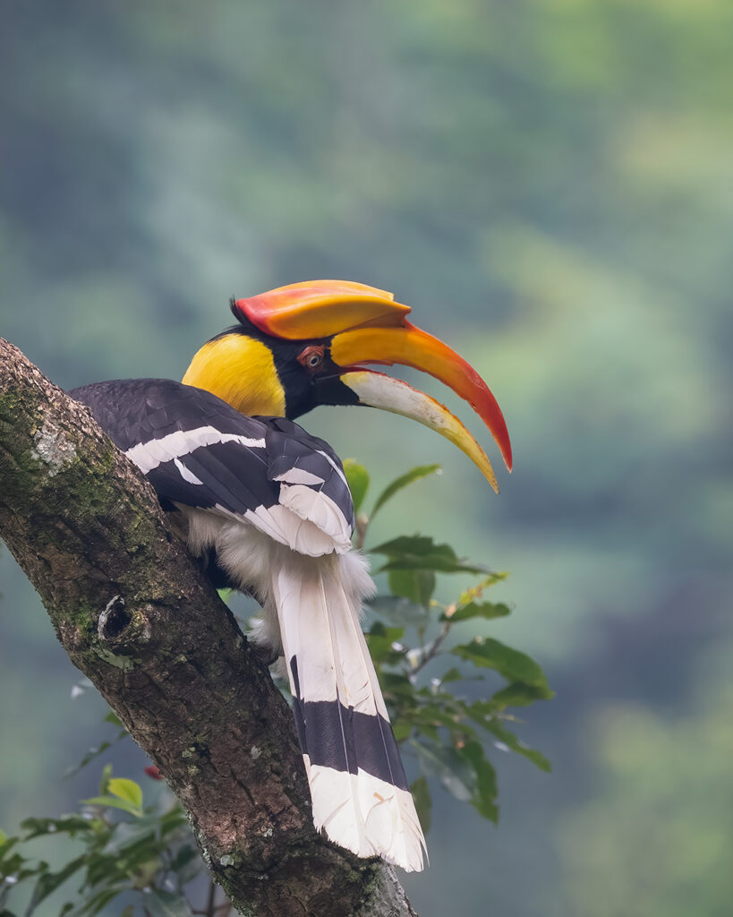 Hornbills Birds