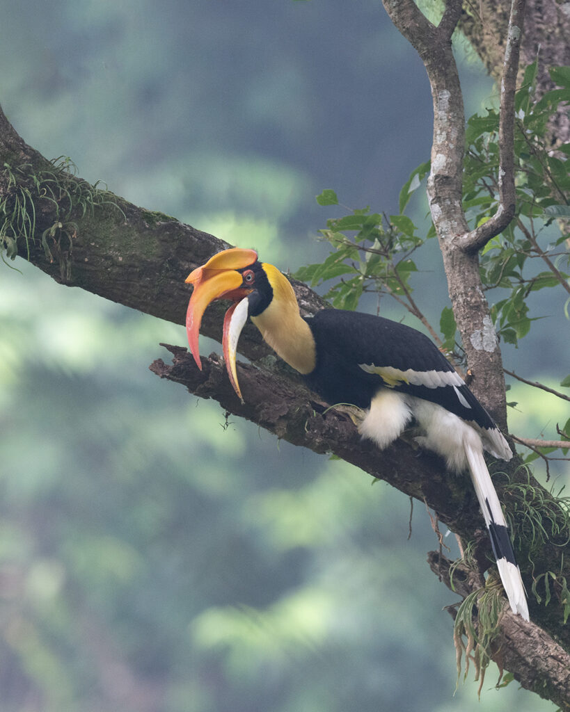 Hornbills Birds