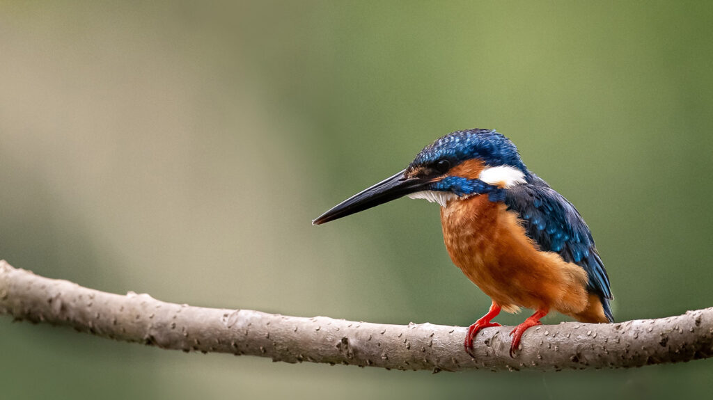 Kingfisher Bird