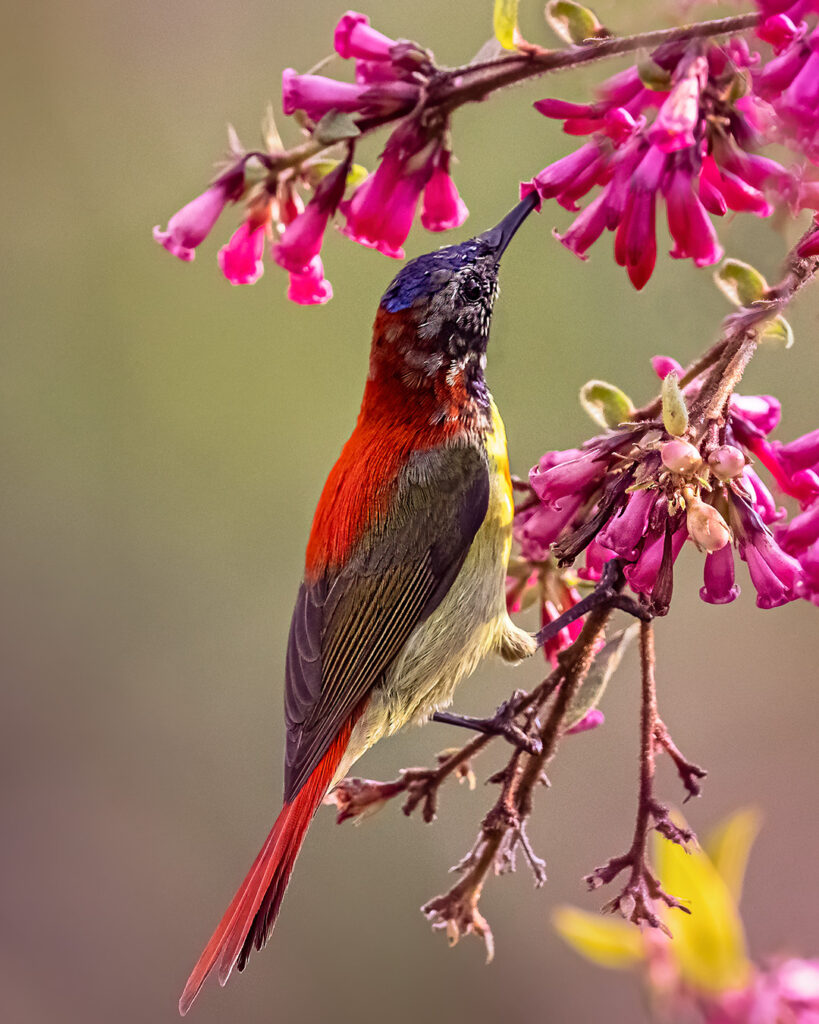 Bird Sunbird
