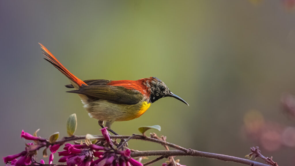 Sunbird Bird