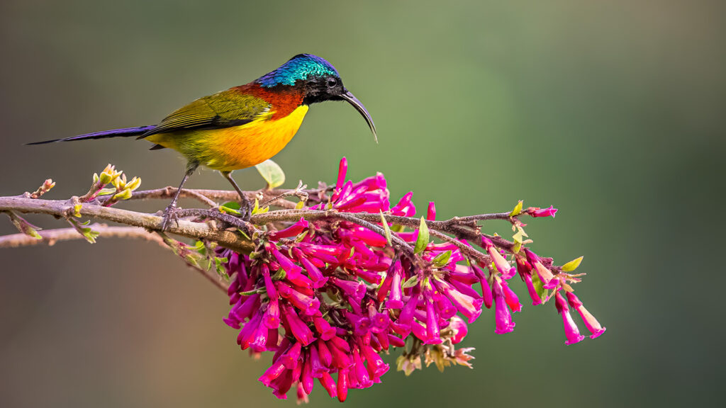 Sunbird Bird