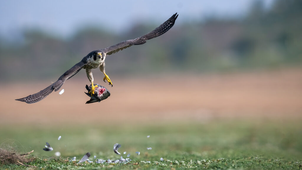Raptors Birds
