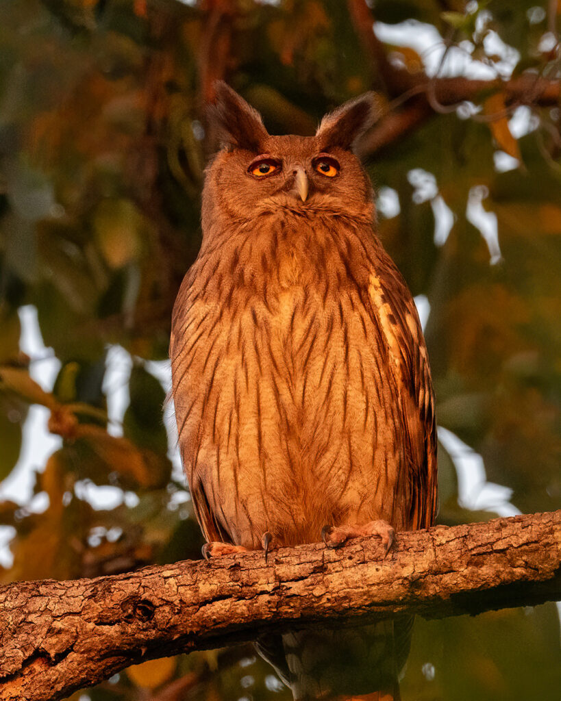 Owl