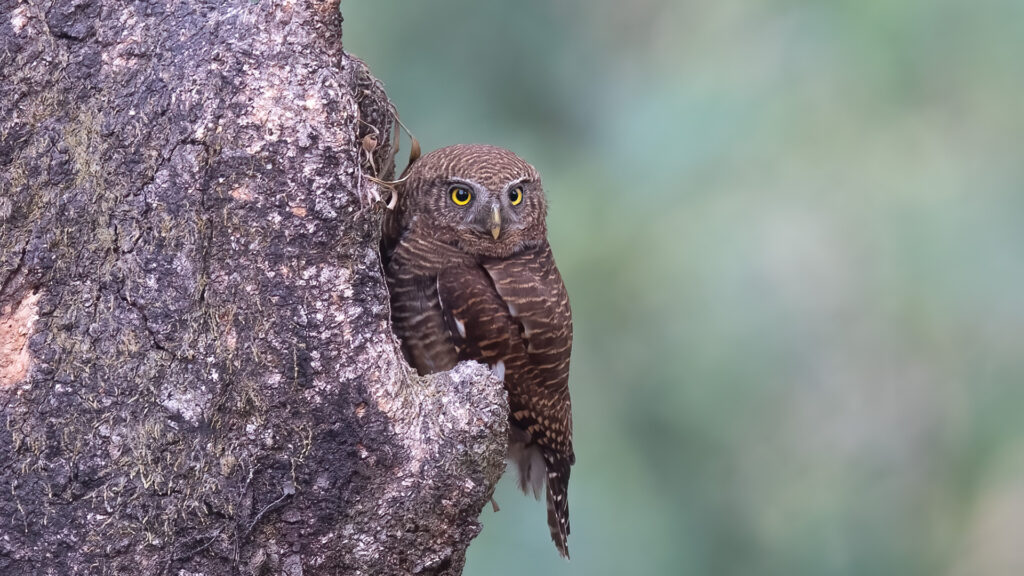 Owl
