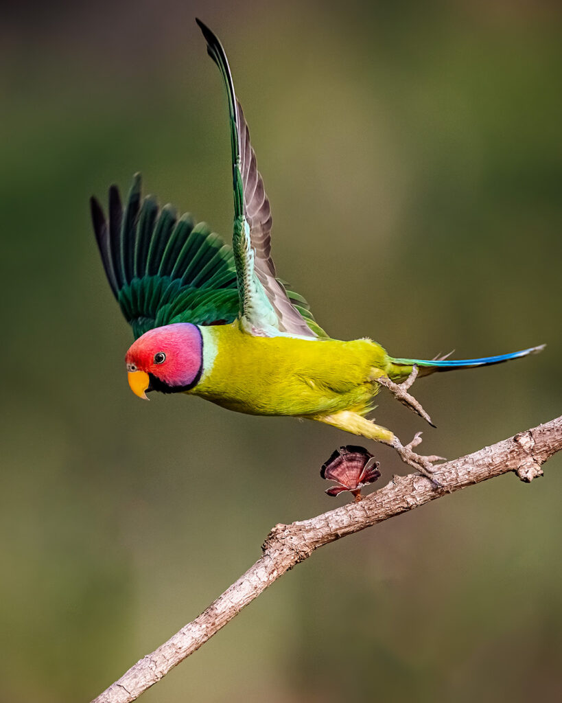 Parakeets Birds