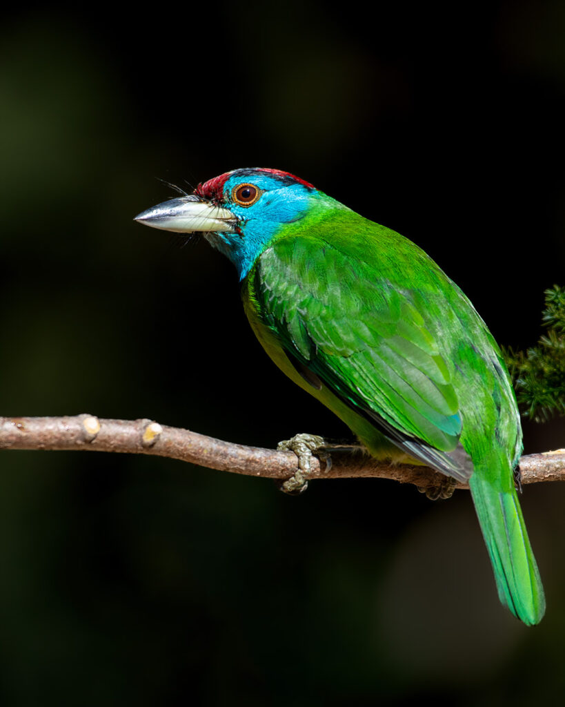 Bird Barbet
