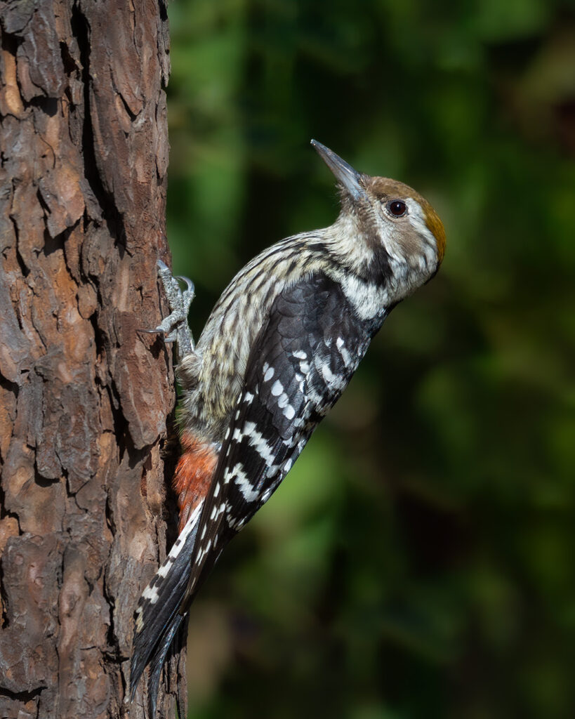 Bird Woodpecker