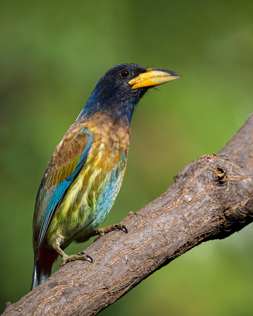 Bird Barbet