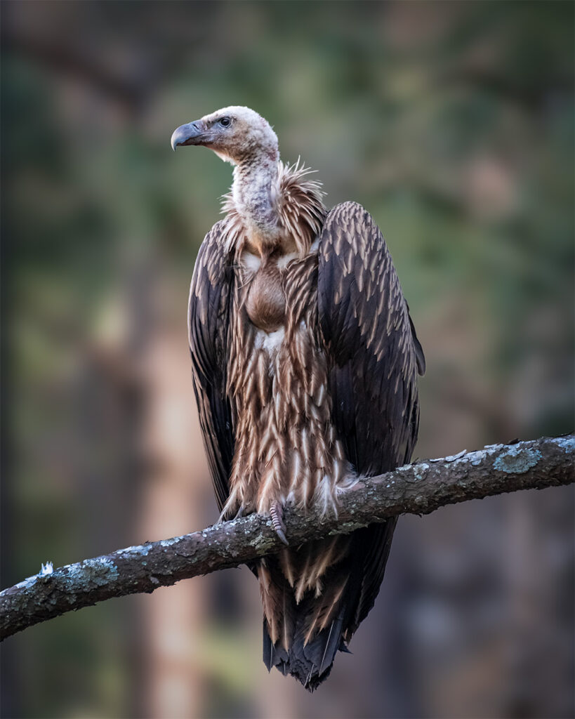 Vulture
