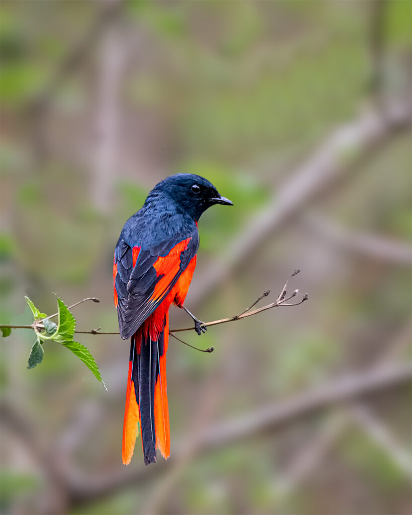 Minivet, Bird
