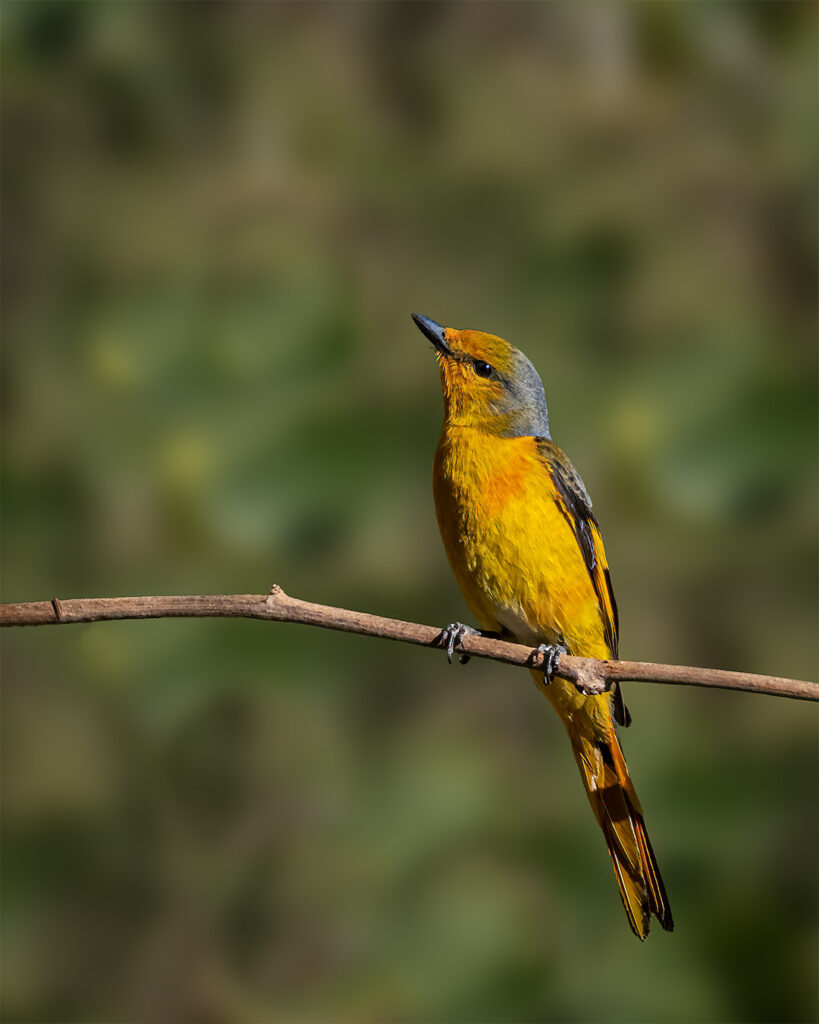 Minivet, Bird