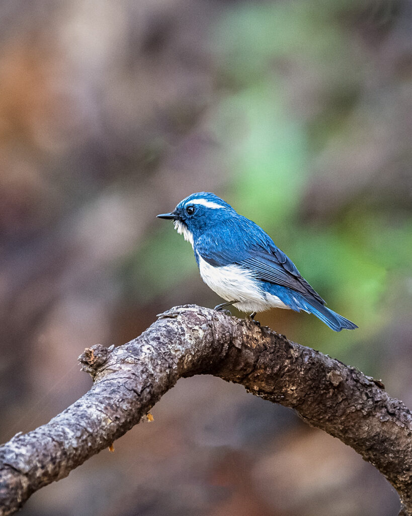 Flycatcher, Bird