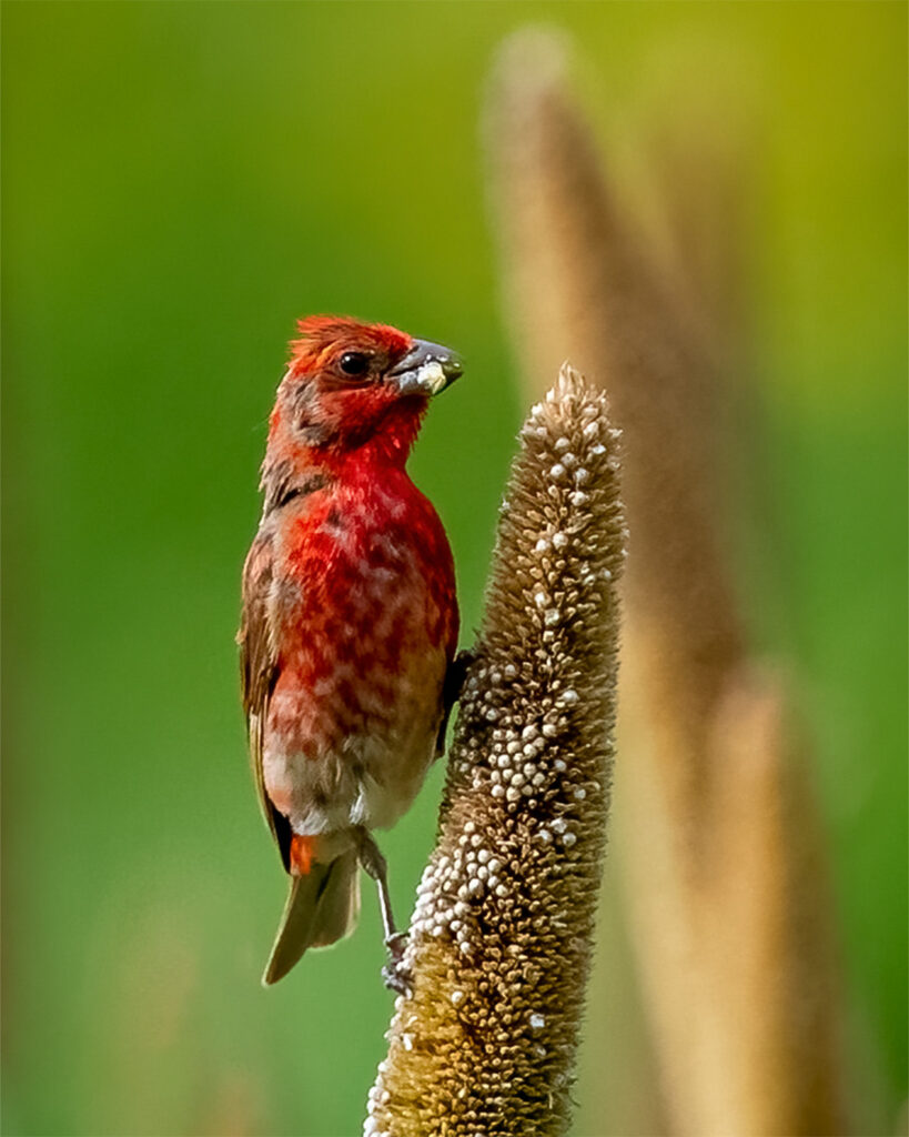 Finch, Bird